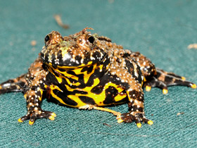 Желтобрюхая жерлянка