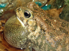 Фото Красноногая ботсванская жаба