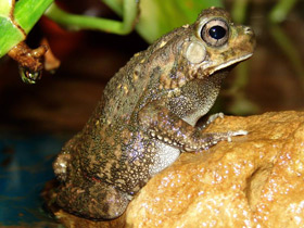 Фото Красноногая ботсванская жаба