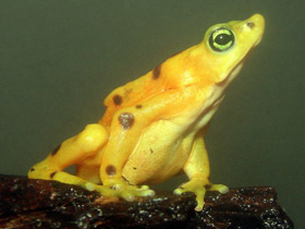 Фото Панамский арлекин