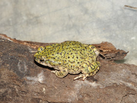 Смотреть фото Сверчковая жаба Фото Сверчковая жаба
