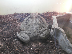 Фото Жаба-ага