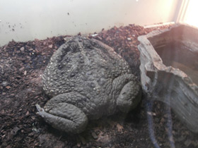 Фото Жаба-ага