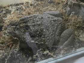 Фото Жаба-ага