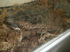 Фото Жаба-ага