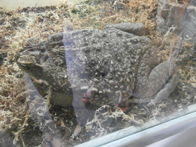 Фото Жаба-ага