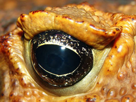 Фото Жаба-ага