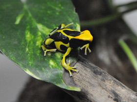 Красящий древолаз