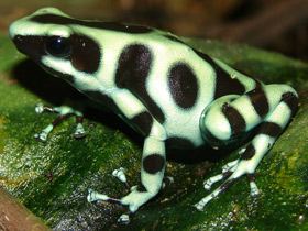 Смотреть фото Красящий древолаз Фото Красящий древолаз