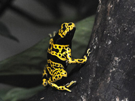 Священный древолаз