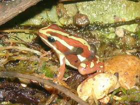 Смотреть фото Трёхцветный древолаз Фото Трёхцветный древолаз