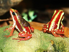 Смотреть фото Трёхцветный древолаз Фото Трёхцветный древолаз