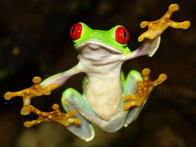 Смотреть фото Красноглазая квакша Фото Красноглазая квакша