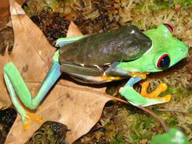 Смотреть фото Красноглазая квакша Фото Красноглазая квакша