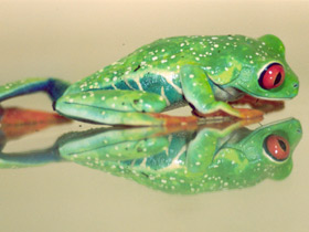 Смотреть фото Красноглазая квакша Фото Красноглазая квакша