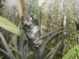 Смотреть фото Жабовидная квакша Фото Жабовидная квакша