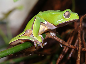 Двухцветная филломедуза