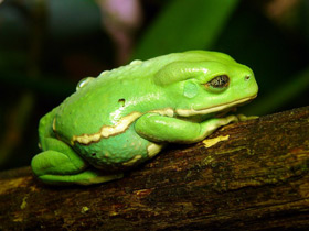 Смотреть фото Чакская филломедуза Фото Чакская филломедуза