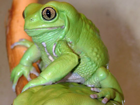 Чакская филломедуза