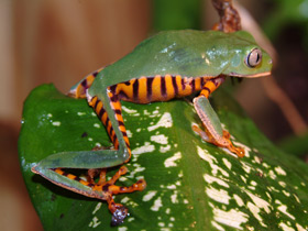 Смотреть фото Оранжевобокая филломедуза Фото Оранжевобокая филломедуза