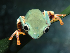 Оранжевобокая филломедуза