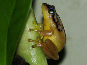 Фото Окаймлённая тростянка