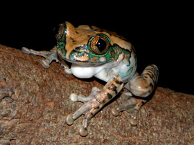 Фото Танзанийская древесница