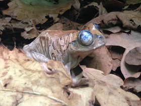 Фото Танзанийская древесница