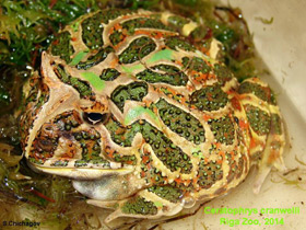 Фото Рогатка Кранвелла