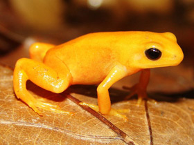 Смотреть фото Золотая мантелла Фото Золотая мантелла