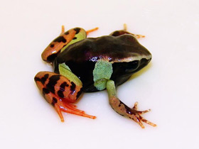 Смотреть фото Удивительные животные Мадагаскара. Часть 3 Фото Удивительные животные Мадагаскара. Часть 3