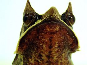 Носатая рогатая чесночница