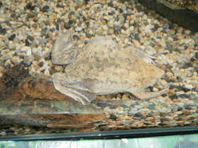 Смотреть фото Суринамская пипа Фото Суринамская пипа