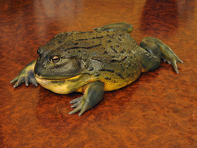 Африканская роющая лягушка