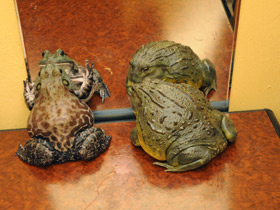 Смотреть фото Африканская роющая лягушка Фото Африканская роющая лягушка