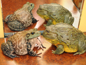 Смотреть фото Африканская роющая лягушка Фото Африканская роющая лягушка