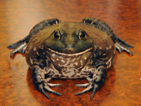 Смотреть фото Лягушка-бык Фото Лягушка-бык