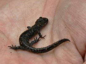 Фото Пятнистоголубая амбистома