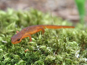 Фото Зеленоватый тритон