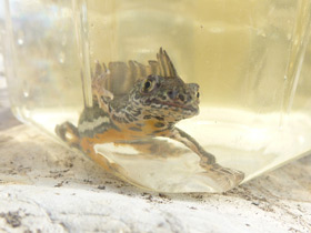 Смотреть фото Малоазиатский тритон Фото Малоазиатский тритон