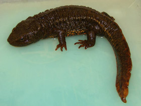 Смотреть фото Темно-бурый тритон Фото Темно-бурый тритон