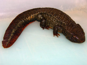 Смотреть фото Темно-бурый тритон Фото Темно-бурый тритон