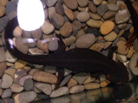 Смотреть фото Темно-бурый тритон Фото Темно-бурый тритон