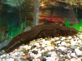 Смотреть фото Темно-бурый тритон Фото Темно-бурый тритон