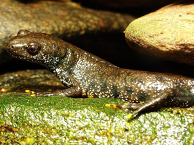 Фото Гребенчатый тритон