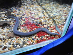 Смотреть фото Широкоголовая червяга Фото Широкоголовая червяга