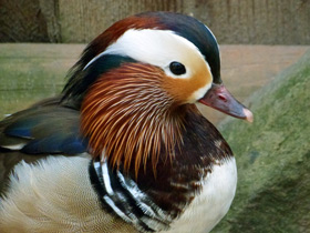 Мандаринка