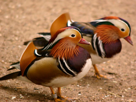 Мандаринка