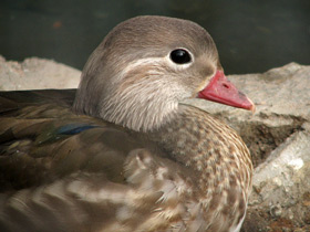 Смотреть фото Мандаринка Фото Мандаринка