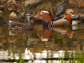 Смотреть фото Мандаринка Фото Мандаринка